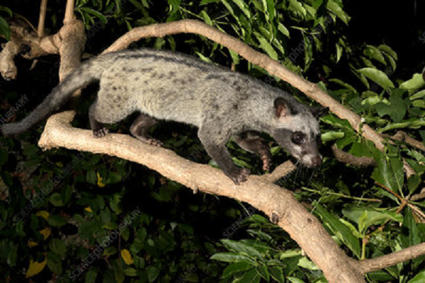 Chúng chủ yếu sống ở rừng thường xanh, nhiều kiểu rừng tàn phá còn sót lại hoặc những khu vực đất trồng cây ăn trái. Sinh hoạt kiếm ăn đêm, ngày ngủ. Thường đi đơn. Số lượng cầy vòi hương không còn nhiều do phá rừng làm mất sinh cảnh sống của chúng trong tự nhiên.