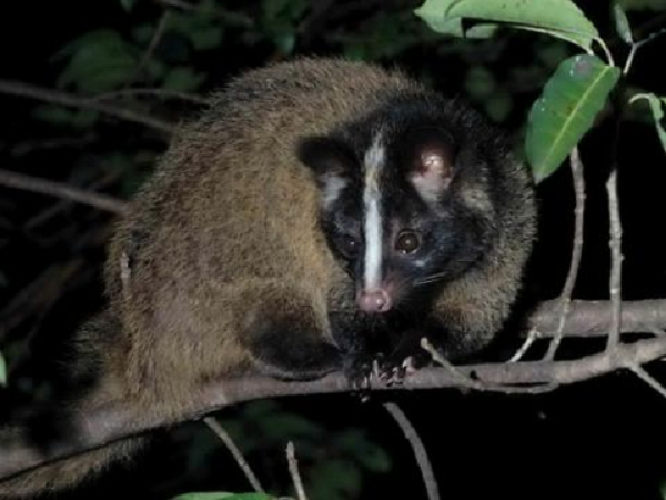 Hiện nay số lượng cầy vòi mốc trong tự nhiên không còn nhiều do điều kiện rừng nước ta đang bị suy thoái, dẫn đến mất nơi sống của chúng.