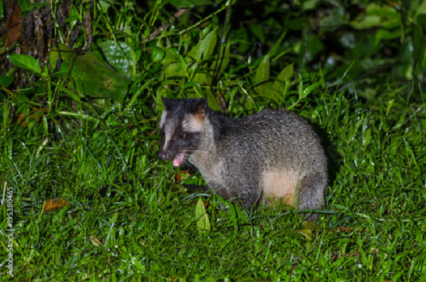 Mùa sinh sản của cầy vòi mốc vào tháng 3 đến tháng 4, mang thai 1,5 đến 2 tháng, đẻ vào tháng 5 - 6. Mỗi năm đẻ một lứa, mỗi lứa đẻ 2 - 4 con. Cầy mẹ làm tổ đẻ cẩn thận trong các hốc cây. Con đẻ ra yếu, chưa mở mắt.