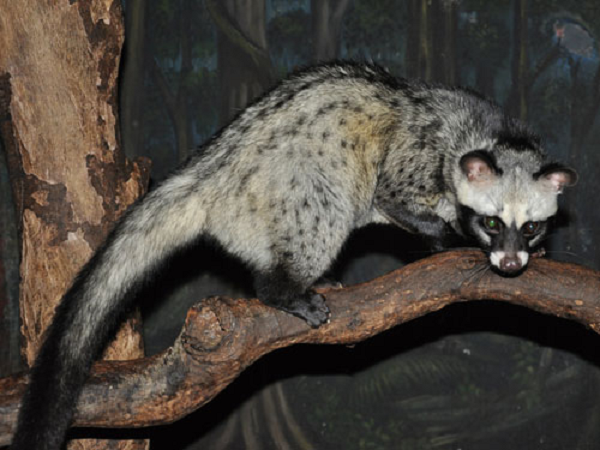 Cầy vòi hương có tên khoa học là Paradoxurus hermaphroditus, nặng 3 – 5 kg, dài thân 480 – 700mm, dài đuôi 400 – 660mm. Bộ lông nền màu xám. Có sọc đen chạy từ đầu dọc theo lưng đến gốc đuôi. Vai và hông mốc xám bẩn.