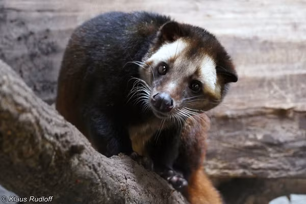 Đây là loài sống chủ yếu ở rừng, đặc biệt là rừng gỗ có nhiều cây và dây leo có nhiều quả ăn được. Làm tổ trong gốc cây. Sống đơn, hoạt động kiếm ăn đêm (từ chập tối đến nửa đêm).