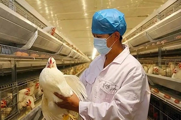 Virus cúm gia cầm có tên khoa học là avian influenza (AI) thuộc nhóm virus cúm A họ Orthomyxciridae. Chủng H5N6 được xem là loại cúm gia cầm có khả năng gây bệnh thấp.