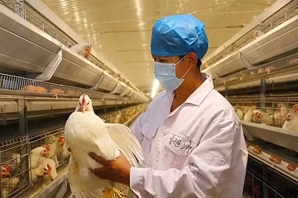 Virus cúm gia cầm có tên khoa học là avian influenza (AI) thuộc nhóm virus cúm A họ Orthomyxciridae. Chủng H5N6 được xem là loại cúm gia cầm có khả năng gây bệnh thấp.