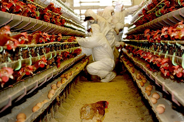 "Cần giám sát về địa lý rộng ở tại các khu vực bị ảnh hưởng và khu vực lân cận ở Trung Quốc, nhằm hiểu rõ hơn về nguy cơ và sự gia tăng lây nhiễm trên người trong thời gian gần đây”, theo một phát ngôn viên WHO.