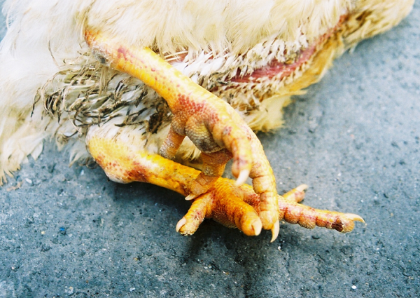 Mặc dù con số này thấp hơn nhiều so với hàng trăm người bị nhiễm virus H7N9 hồi năm 2017, bệnh do virus H5N6 gây ra đặc biệt nghiêm trọng, khiến nhiều người trở bệnh nặng và ít nhất 6 người đã tử vong.