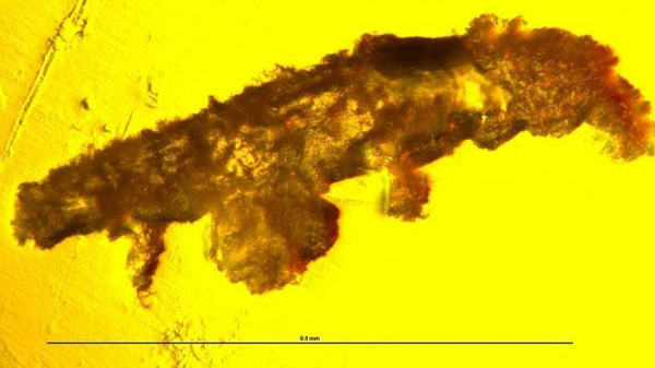 Loài bọ gấu nước siêu nhỏ đã sinh sôi trên Trái đất trong hơn 500 triệu năm nhưng cho đến nay giới nghiên cứu hiếm khi tìm được hóa thạch liên quan đến chúng.