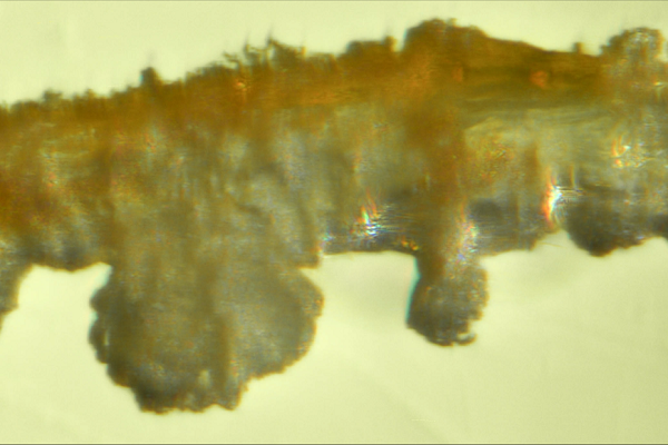 Tuy nhiên, chúng giống như một dòng dõi ma quái đối với các nhà cổ sinh vật học vì hầu như không có hồ sơ hóa thạch'', nhà sinh vật học Phil Barden từ Viện Công nghệ sinh học New Jersey (Mỹ), thành viên nhóm nghiên cứu cho biết.