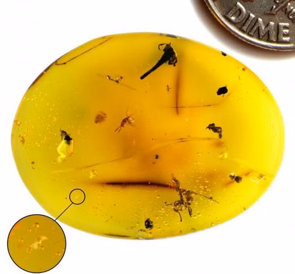 Việc tìm thấy hóa thạch của một vi sinh vật tưởng chừng là điều không thể, tuy nhiên một mảnh hổ phách được tìm thấy ở Dominica đã trở thành kho báu vô giá khi giữ nguyên vẹn cơ thể một loài tardigrade chưa từng biết.