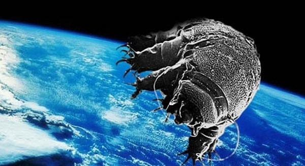 Sinh vật này được cho là sinh ra sau đại tuyệt chủng khủng long 66 triệu năm trước. Tước đó chỉ có 2 loài cổ xưa hơn được mô tả là Milnesium swolenskyi (90 triệu tuổi) và Beorn leggi (72 triệu tuổi), nhưng chưa hóa thạch nào hoàn hảo như cái lần này.