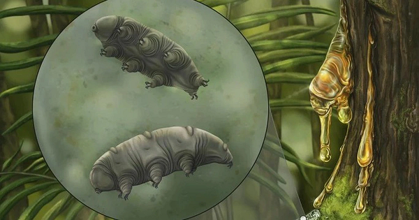 Sinh vật được đặt tên là Paradoryphoribius chronocaribbeus, một thành viên của siêu họ tardigrade hiện đại (Isohypsibioidea).