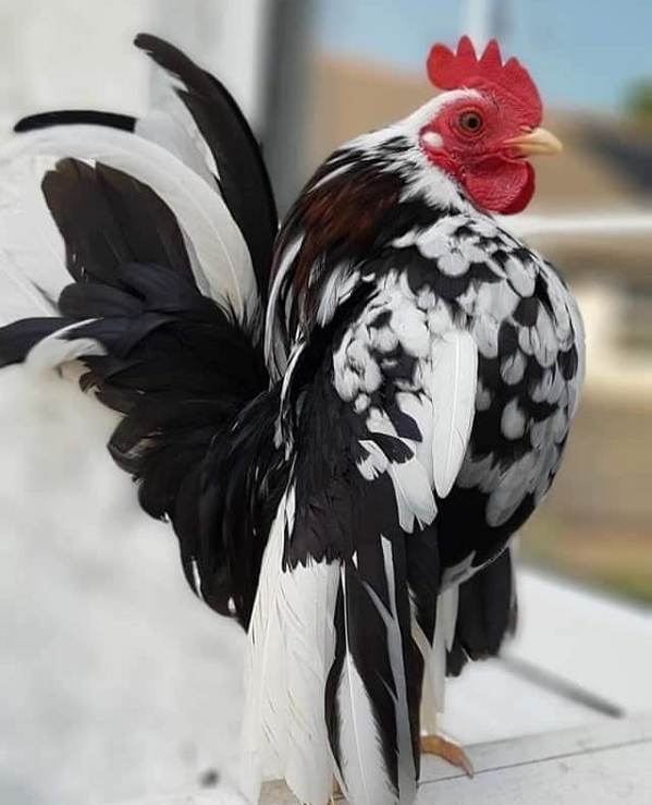 Serama có thân hình nhỏ, nhưng vóc dáng săn chắc được khuếch đại trực quan nhờ tư thế thể thao của nó. Theo bản năng, chúng ngửa đầu ra sau và đẩy bộ ngực lớn ra trước, đồng thời nhấc chân và lắc cánh. Giống như nó đang cố gắng bù đắp kích thước nhỏ bé của mình bằng cách tạo dáng vậy.