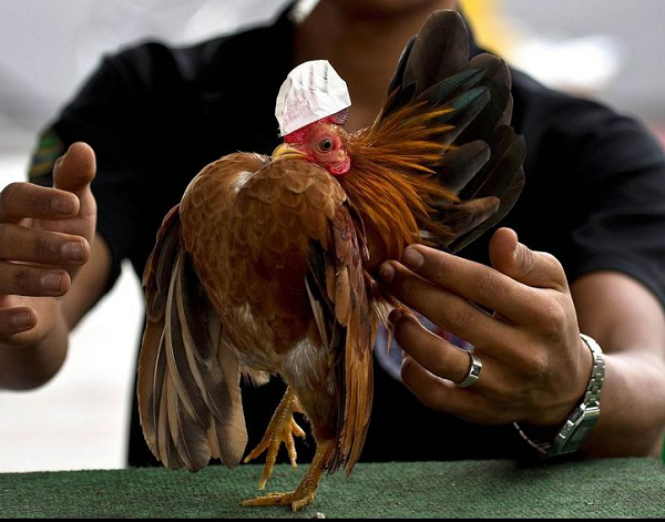 Thời gian sống của gà Serama khoảng 7 năm, nhưng một số con có thể sống tới 10 năm. Chi phí nuôi rẻ nhưng thức ăn cần được nghiền nhỏ để gà có thể thưởng thức dễ dàng hơn.