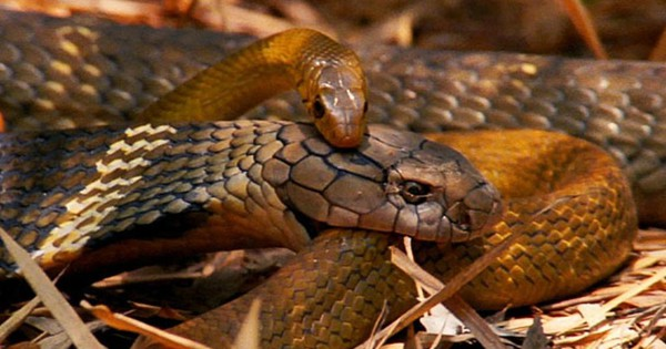 Nhà sinh thái học tiến hóa Michael Grundler từ Đại học California, Los Angeles (Mỹ) cho biết, sau sự bùng nổ ban đầu loài rắn trong Đại Cổ sinh, mô hình mới cho thấy các thành viên của loài rắn tiếp tục xâm chiếm Bắc và Nam Mỹ, gây ra những đợt bùng nổ tiến hóa thích nghi hơn nữa.