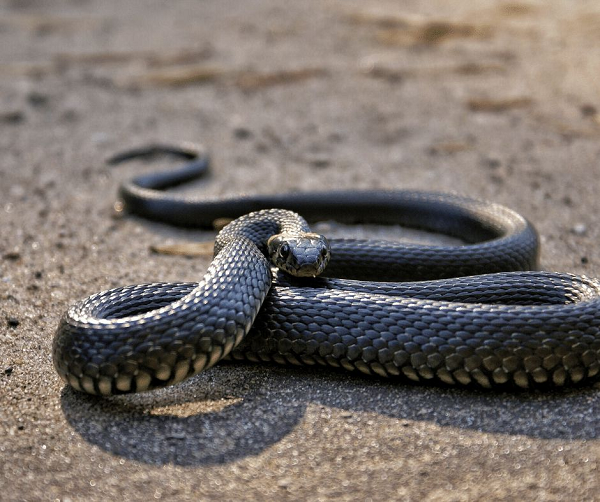 Có lẽ chính việc sử dụng các hành vi săn mồi đặc biệt như thế này đã thúc đẩy sự phát triển trong chế độ ăn của loài rắn, từ đó bùng nổ sự đa dạng và số lượng loài bò sát không chân này.