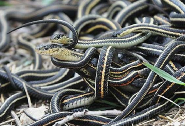 Trong khi nghiên cứu mới dự đoán loài rắn bùng nổ đa dạng ngay sau sự kiện khủng long tuyệt chủng, các mô hình khác cho rằng điều này xảy ra hàng triệu năm sau, trong một sự kiện tuyệt chủng nhỏ hơn ở thế Eocene (thế Thủy Tân, cách đây 55 đến 34 triệu năm trước).