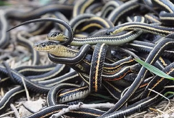 Trong khi nghiên cứu mới dự đoán loài rắn bùng nổ đa dạng ngay sau sự kiện khủng long tuyệt chủng, các mô hình khác cho rằng điều này xảy ra hàng triệu năm sau, trong một sự kiện tuyệt chủng nhỏ hơn ở thế Eocene (thế Thủy Tân, cách đây 55 đến 34 triệu năm trước).