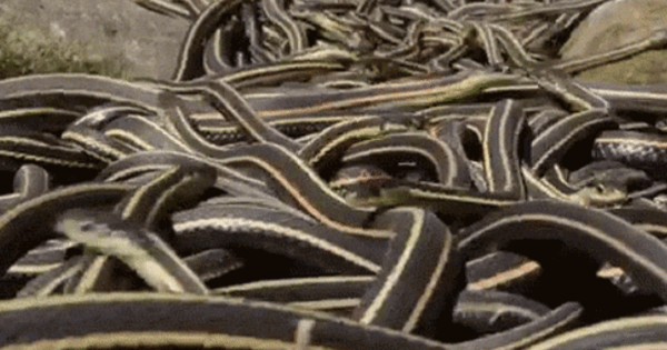 Rắn rất hiếm trong hồ sơ hóa thạch, và những loài còn sống ngày nay rất nhút nhát và bí mật, điều này gây khó khăn cho các nhà khoa học trong việc thu thập dữ liệu.