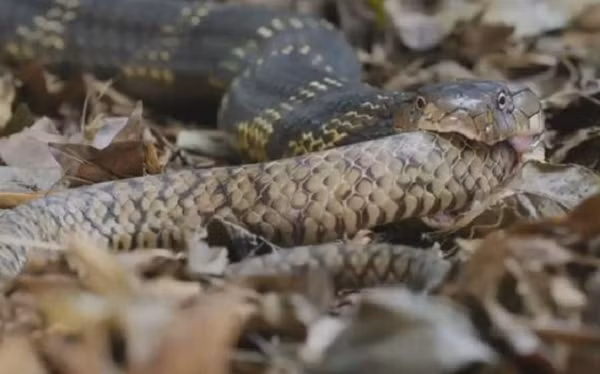 Một số loài rắn ngày nay cần nọc độc đặc biệt cho loại con mồi mà chúng săn được, trong khi những loài khác yêu cầu răng và hàm đặc biệt để nuốt chửng con mồi. Từ đó, số lượng của loài rắn trên hành tinh tăng lên đáng kể vì ở bất cứ môi trường nào, chúng cũng không đói ăn.