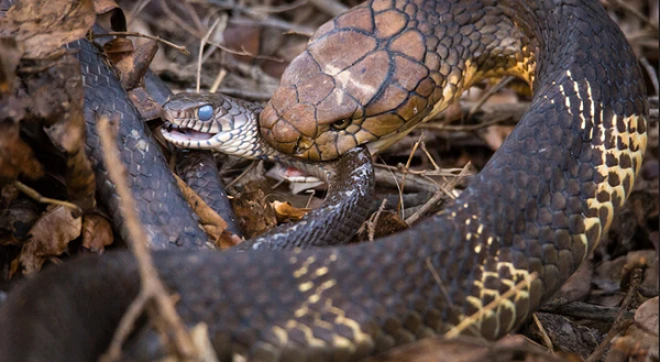 Theo mô hình mới của các nhà khoa học, loài rắn tổ tiên dường như chỉ chuyên về những thứ chúng có thể và không thể ăn ngay cả trước khi khủng long tuyệt chủng.