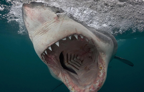 Theo George Burgess - cựu giám đốc chương trình nghiên cứu cá mập tại Florida cho rằng nguyên nhân có thể là vì biến đổi khí hậu. Nước biển ấm hơn sẽ tạo điều kiện cho nhiều loài cá mập cỡ lớn sinh trưởng, nghĩa là chúng ta có nhiều cá mập hơn.