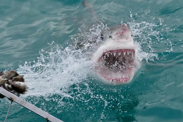 Bên cạnh đó, bản thân các vùng biển của bang Bắc Carolina cũng là nơi tuyệt vời để cá mập bò xuất hiện, bởi nó có rất nhiều hệ thống sông đổ ra đại dương.