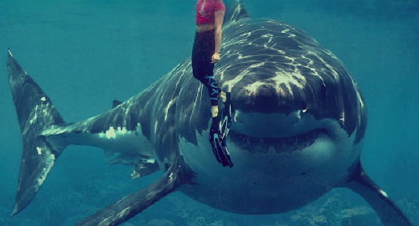 Các loài cá mập bò vốn là loài có thể sinh tồn trong môi trường nước ngọt. Đó là lý do vì sao chúng có thể xuất hiện rất sâu trong đất liền. Đặc biệt ở các vùng nước lợ - nơi nước sông hòa lẫn nước biển, đó là thiên đường cho cá mập xuất hiện, vì nhiều loài cá khác cũng ở đó.