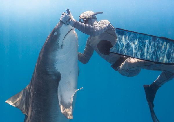 Hầu hết các loài cá mập đều bị mù màu, có nghĩa là màu sắc trên ván lướt sóng và bộ đồ lặn không tạo ra sự khác biệt nào so với quan điểm của cá mập ở dưới nước. Vì vậy không phải cá mập bỗng nhiên hung hăng nhắm vào con người để tấn công như nhiều người vẫn nghĩ.