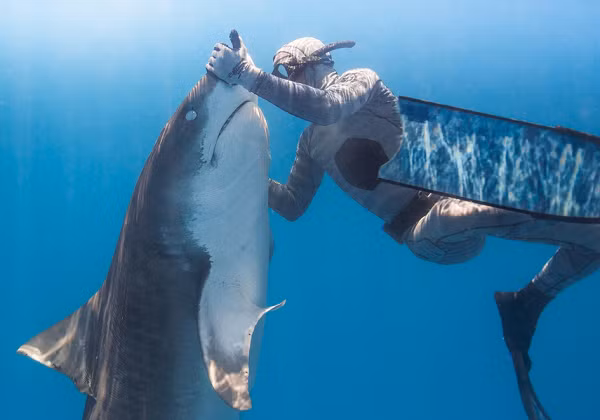 Hầu hết các loài cá mập đều bị mù màu, có nghĩa là màu sắc trên ván lướt sóng và bộ đồ lặn không tạo ra sự khác biệt nào so với quan điểm của cá mập ở dưới nước. Vì vậy không phải cá mập bỗng nhiên hung hăng nhắm vào con người để tấn công như nhiều người vẫn nghĩ.