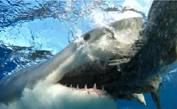 Tuy nhiên những năm gần đây, số lượng các trường hợp bị cá mập tấn công đang tăng nhanh. Theo số liệu từ Hồ sơ cá mập tấn công Quốc tế, những tháng gần đây khu vực Bắc Carolina đã chứng kiến số lượng nạn nhân của cá mập nhiều hơn toàn bộ năm 2018 cộng lại.