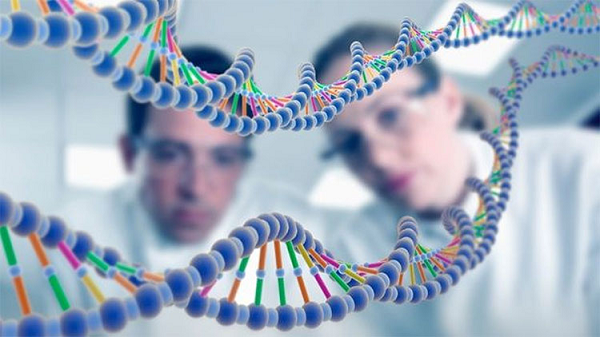 "Loài người ma" này có thể tách ra từ cây gia đình liên quan đến người Denisovans. Tuy nhiên, cũng không loại trừ khả năng họ chính là con lai của người Neanderthals và người Denisovans, trải qua tiến hóa nên có chút thay đổi và tạo ra những thứ mới lạ trên DNA.