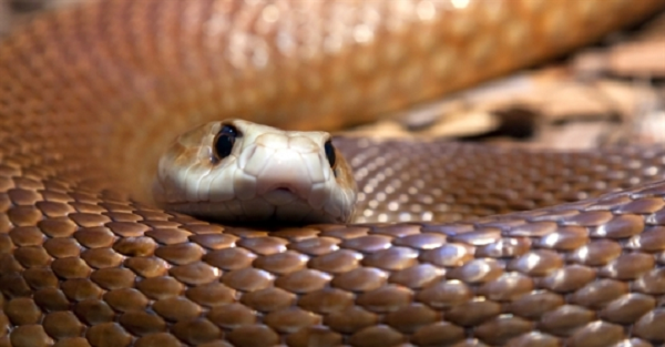 Nghiên cứu của các nhà khoa học cho thấy, Taipan nội địa có nọc độc độc gấp 50 lần rắn hổ mang thường và 10 lần rắn chuông Mojave.