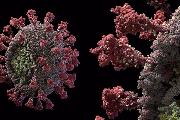 SARS-CoV-3 chính là virus SARS-CoV-2 biến đổi khi lây truyền từ người sang động vật. Mỗi khi virus truyền từ loài này sang loài khác, nó sẽ thay đổi nhiều vì phải thích nghi về mặt di truyền với vật chủ mới.