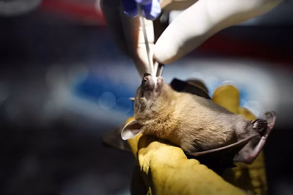 Hầu hết các nhà khoa học đều cho rằng chủng virus Sars-CoV-2 gây ra COVID-19 tồn tại ở loài dơi có nguồn gốc từ châu Á. Sau đó, virus được truyền sang "động vật X", có thể là thằn lằn hoặc cầy hương, rồi truyền sang người tại chợ hải sản Vũ Hán.