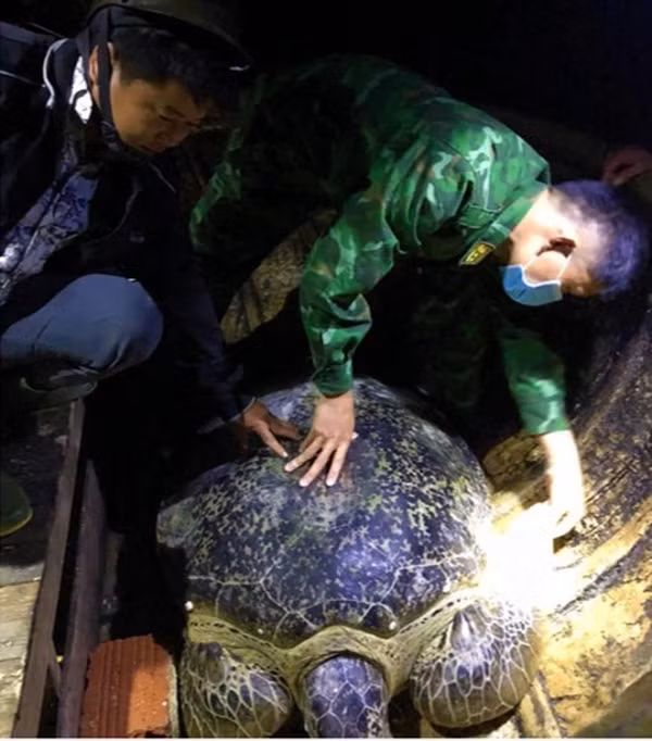 Theo ước tính, cá thể rùa biển nặng hơn 120 kg, thuộc họ Vích (tên khoa học là Chelonia Mydas) nằm trong danh mục loài nguy cấp, quý hiếm, được ưu tiên bảo vệ.