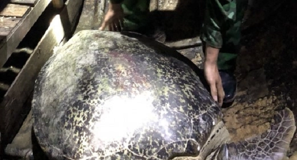 Vích là 1 trong những loài rùa biển nằm trong sách Đỏ Việt Nam. Vích có tên khoa học là Chelonia mydas nằm trong danh mục loài nguy cấp, quý, hiếm được ưu tiên bảo vệ.