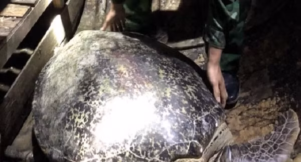 Vích là 1 trong những loài rùa biển nằm trong sách Đỏ Việt Nam. Vích có tên khoa học là Chelonia mydas nằm trong danh mục loài nguy cấp, quý, hiếm được ưu tiên bảo vệ.