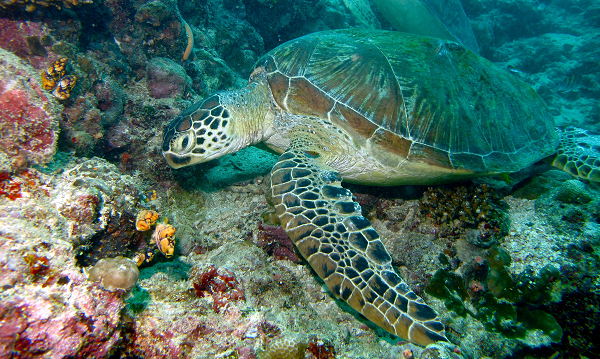 Cỏ biển không được để mọc quá dài, và đây là khu vực cần thiết cho nhiều loài cá và sinh vật biển khác. Thảm cỏ biển mất đi sẽ gây ra một phản ứng dây chuyền, tác động tiêu cực đến đời sống của rất nhiều loài sinh vật biển và con người.