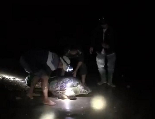Sau khi phát hiện, ông đã nhanh chóng báo với lực lượng biên phòng Roòn để tìm cách giải cứu và thả về biển. Các cán bộ, chiến sĩ của đồn đã nhanh chóng tới hiện trường tiến hành gỡ lưới và tiến hành các công đoạn giải cứu rùa biển trong đêm.