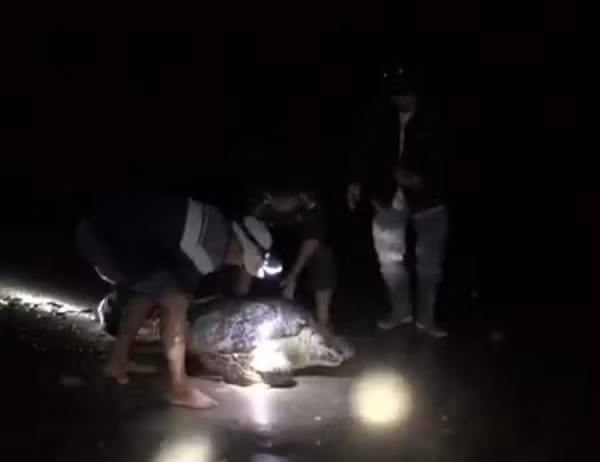 Sau khi phát hiện, ông đã nhanh chóng báo với lực lượng biên phòng Roòn để tìm cách giải cứu và thả về biển. Các cán bộ, chiến sĩ của đồn đã nhanh chóng tới hiện trường tiến hành gỡ lưới và tiến hành các công đoạn giải cứu rùa biển trong đêm.