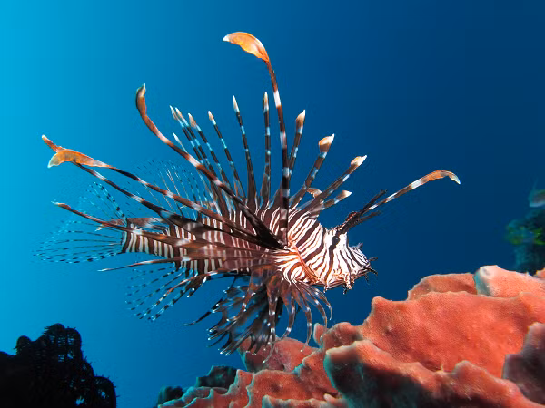 Cá sư tử (tên khoa học là Pterois volitans) là một trong nhiều loài cá biển có nọc độc thuộc giống Pterois, Parapterois, Brachypterois, Ebosia hay Dendrochirus của họ Scorpaenidae.