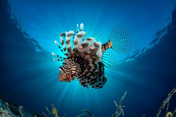 Đặc biệt, loài cá này còn khôn ngoan đi săn theo đàn. Với bộ vây rộng, chúng dễ dàng lùa con mồi vào một góc, sau đó thoải mái tận hưởng bữa ngon.