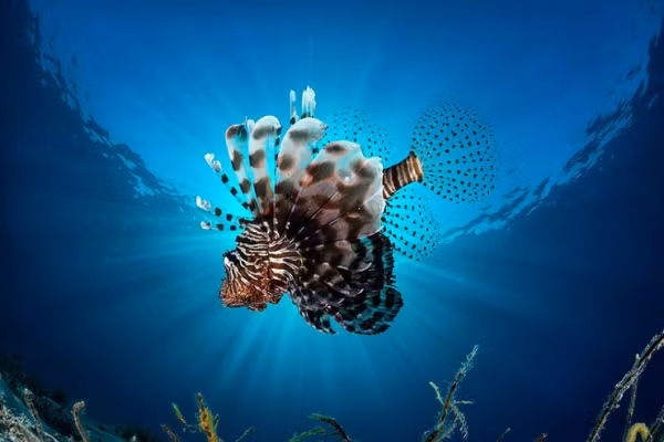 Đặc biệt, loài cá này còn khôn ngoan đi săn theo đàn. Với bộ vây rộng, chúng dễ dàng lùa con mồi vào một góc, sau đó thoải mái tận hưởng bữa ngon.