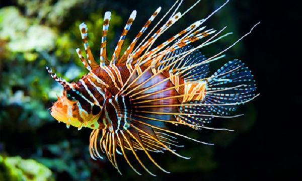 Tuy nhiên, đừng để vẻ ngoài của cá sư tử đánh lừa, vì chúng là loài cá rất độc. Một vết chích từ cá sư tử có những độc tố cực mạnh, có thể gây đau đớn tột cùng cho con người.