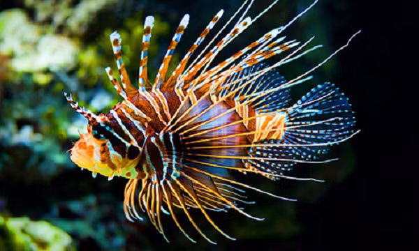 Tuy nhiên, đừng để vẻ ngoài của cá sư tử đánh lừa, vì chúng là loài cá rất độc. Một vết chích từ cá sư tử có những độc tố cực mạnh, có thể gây đau đớn tột cùng cho con người.