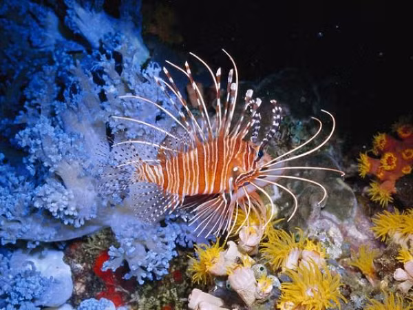 Cá sư tử là một trong những loài đẹp nhất đại dương. Chúng có các tua dài, thân có nhiều sọc màu đỏ, vàng, da cam, nâu, đen hoặc trắng. Chúng có các gai lớn, tách biệt, tạo ra dáng vẻ tráng lệ tuyệt đẹp.