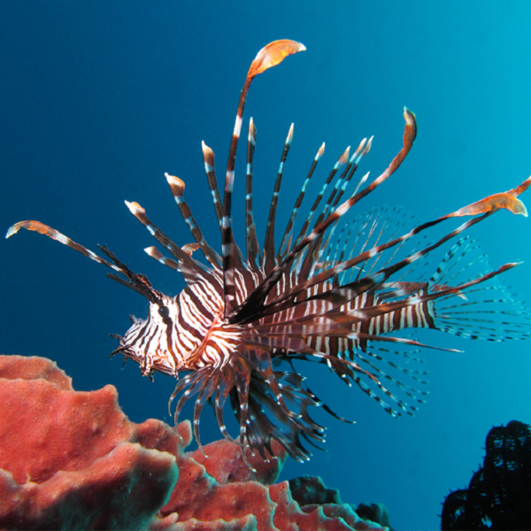 Trên khắp các rạn san hô của Đại Tây Dương, cá sư tử điên cuồng tàn sát và sinh đẻ. Nhờ bộ vây gai lưng siêu dài có độc, chúng an toàn khỏi tất thảy các sinh vật biển ăn thịt khác.