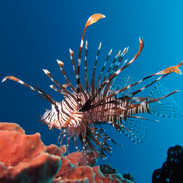 Trên khắp các rạn san hô của Đại Tây Dương, cá sư tử điên cuồng tàn sát và sinh đẻ. Nhờ bộ vây gai lưng siêu dài có độc, chúng an toàn khỏi tất thảy các sinh vật biển ăn thịt khác.