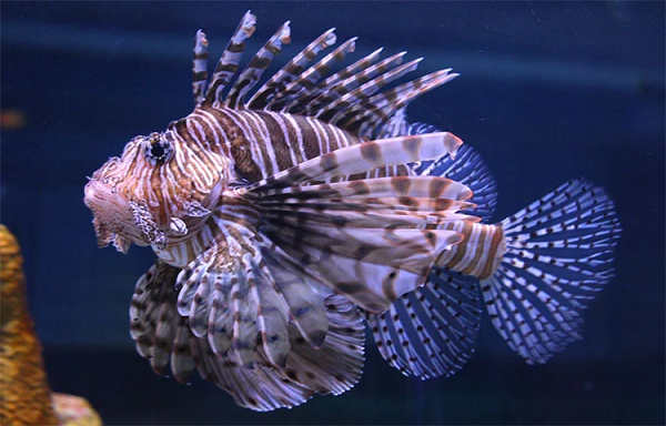 Có tổng cộng 12 loài cá sư tử, tuổi thọ dao động từ khoảng 5-15 năm. Khác với vẻ ngoài xinh như tiên và cặp môi buồn bã, chúng là "sát thủ" tàn độc hàng đầu.