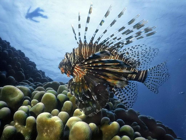 Chỉ khoảng 20 năm sau ngày cá sư tử xuất hiện ở Đại Tây Dương, người ta ước tính sự đa dạng sinh vật biển đã giảm tới 80%.