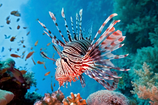 Mỗi một lần đến lứa, cá sư tử cái lại hình thành hai cụm trứng có thể gồm 15.000 quả trứng. Chúng cũng sinh sản quanh năm nên thành ra "con đàn cháu đống" siêu nhanh.